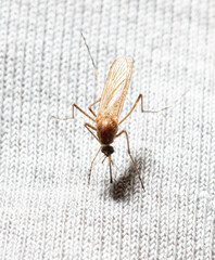 A mosquito drinks blood through a gray cloth.