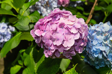 庭園に咲くあじさい