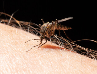 A mosquito drinks blood on human skin.