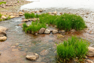 Stones and grass on a small river.