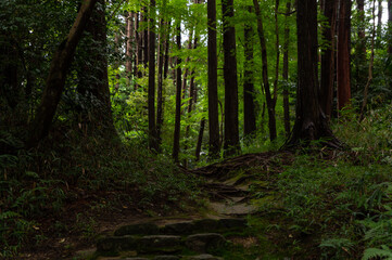 Obraz premium 雨上がりの森の小道