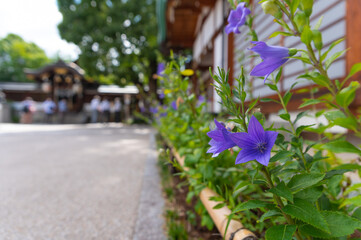 夏の京都の神社に咲く桔梗