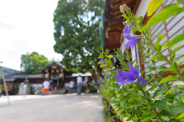 境内に咲く桔梗