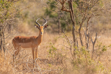 Portrait of a male impala (Aepyceros Melampus), Hluhluwe – imfolozi Game Reserve, South Africa.
