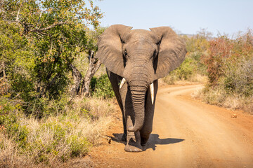 Fototapeta na wymiar A male elephant, bull ( Loxodonta africana) on the move and walking towards the camera, Hluhluwe – imfolozi Game Reserve, South Africa.