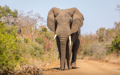 Fototapeta na wymiar A male elephant, bull ( Loxodonta africana) on the move and walking towards the camera, Hluhluwe – imfolozi Game Reserve, South Africa.