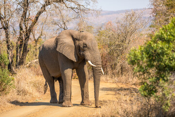 Fototapeta premium A male elephant, bull ( Loxodonta africana) on the move, Hluhluwe – imfolozi Game Reserve, South Africa.