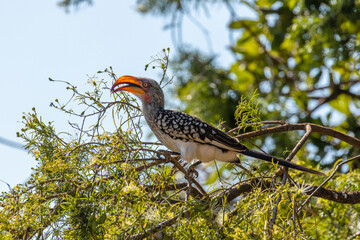 Yellow billed hornbill ( Tockus Leucomelas) on a branch in a tree, Hluhluwe – imfolozi Game Reserve, South Africa.