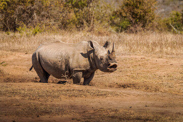 Obraz premium White rhinoceros (Ceratotherium simum), Hluhluwe – imfolozi Game Reserve, South Africa.