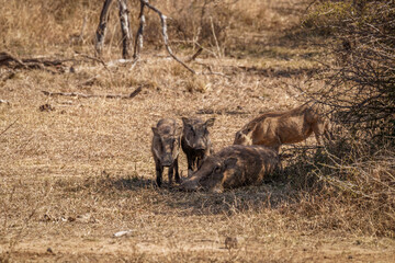 Obraz na płótnie Canvas Warthog nursing the little ones (Phacochoerus africanus) under a tree, Hluhluwe – imfolozi Game Reserve, South Africa.