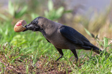 The house crow, also known as the indian,greynecked,ceylon or Colombo crow, is a common bird of the crow family. 