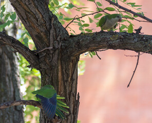 Monk Parakeet (Myiopsitta monachus) 
