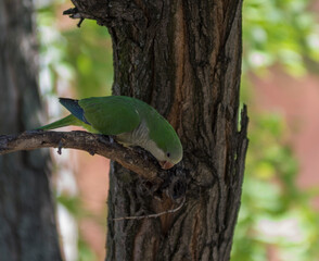 Monk Parakeet (Myiopsitta monachus) 