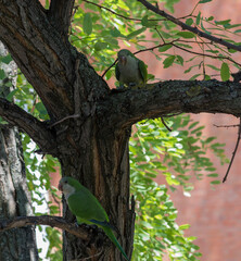 Monk Parakeet (Myiopsitta monachus) 