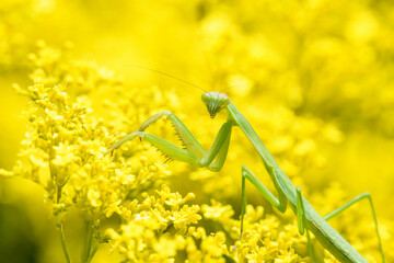 花の上で舞い込む昆虫を待つカマキリ
