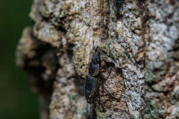 樹木にいるコクワガタ