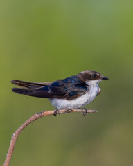 Obraz premium The wire-tailed swallow is a small passerine bird in the swallow family. 