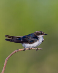 The wire-tailed swallow is a small passerine bird in the swallow family. 