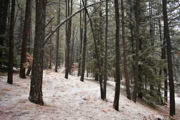 winter forest in winter