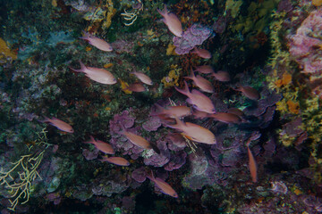 Swallowtail seaperch (Anthias anthias) in Mediterranean Sea