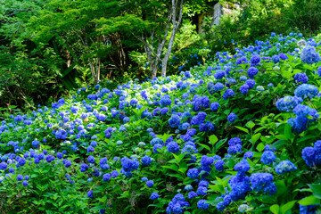 徳島県那賀町はあいあいらんどに咲き乱れる紫陽花