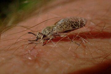 Macro photo of a biting midge (rain midge) feeding on human skin. Close-up shows fine detail of insect body and hairs, highlighting biting behavior
