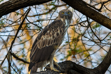 Changeable Hawk-Eagle