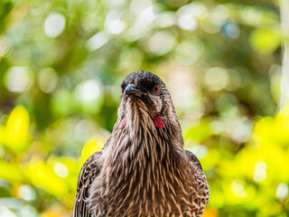 Wattlebird Head On