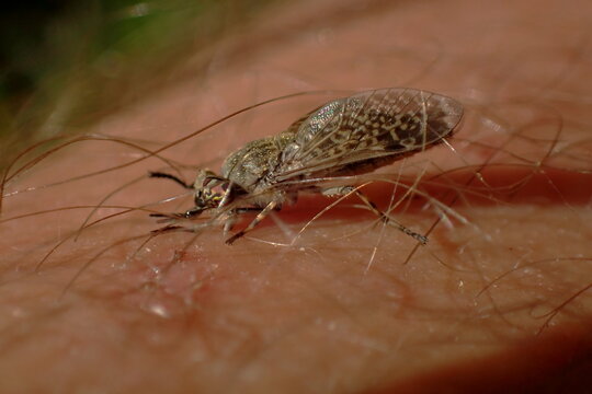 Macro photo of a biting midge (rain midge) feeding on human skin. Close-up shows fine detail of insect body and hairs, highlighting biting behavior