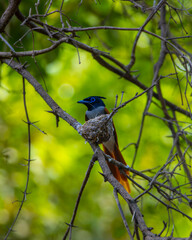 bird on a branch