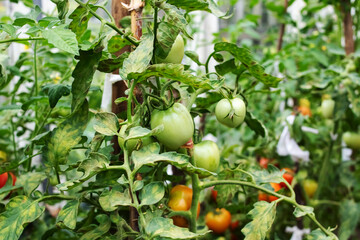 Tomato bushes with diseased yellow leaves closeup