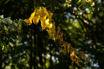 Autumn leaves on the sun. Fall blurred background.