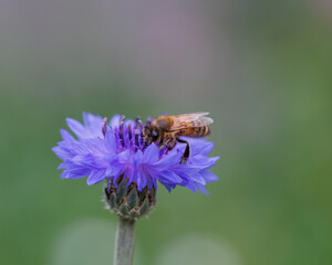 Bee with Flower