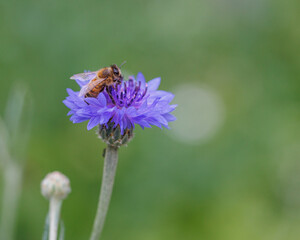 Bee with Cornflower