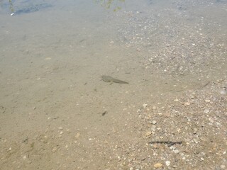 Wildlife in the water