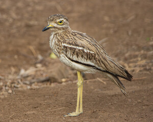 Indian thick-knee