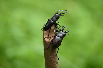 ノコギリクワガタ