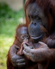 Vertical close-up view of a Bornean Orangutan holding her baby © Wirestock Creators