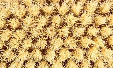 Brush fiber with nap texture and top view