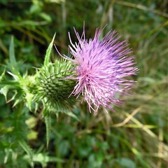 thistle flower on the background of the garden, the flower is a symbol of ireland