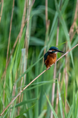 Kingfisher perched on reed. Photographed from bird hide at RSPB Lakenheath Fen, Suffolk.