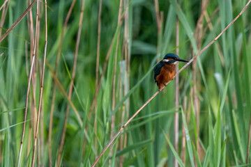 Kingfisher perched on reed. Photographed from bird hide at RSPB Lakenheath Fen, Suffolk.