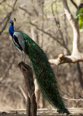 Fototapeta premium peacock in the park