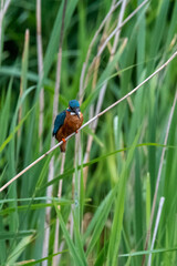 Kingfisher perched on reed. Photographed from bird hide at RSPB Lakenheath Fen, Suffolk.