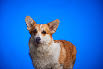 Happy Welsh Corgi Pembroke dog standing on an isolated blue background. Billboard.