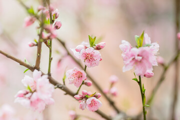 Obraz premium beautiful pink flowers in spring