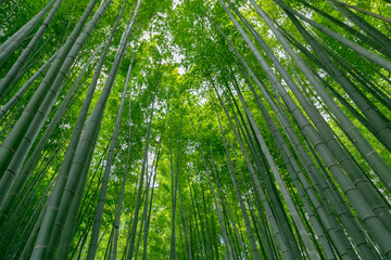 Obraz na płótnie Canvas Beautiful image of bamboo forest at Hokokuji, Yokohama, Kanagawa, Japan