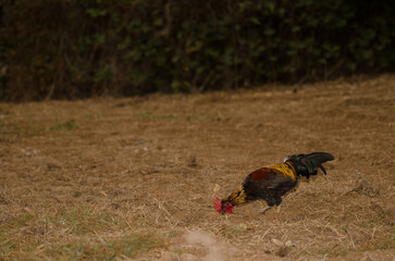 Rooster Gallus gallus domesticus searching for food. Firgas. Gran Canaria. Canary Islands. Spain.