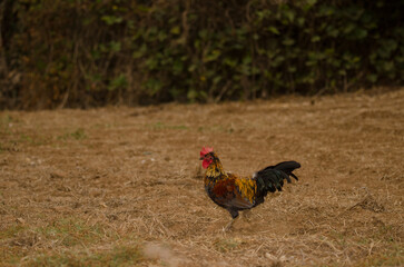 Rooster Gallus gallus domesticus digging in the ground to find food. Firgas. Gran Canaria. Canary Islands. Spain.