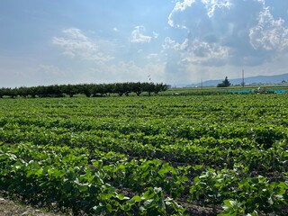 220729秘伝豆河北町月山堂

枝豆
畑
秘伝豆
山形県河北町
晴れ
雲
空